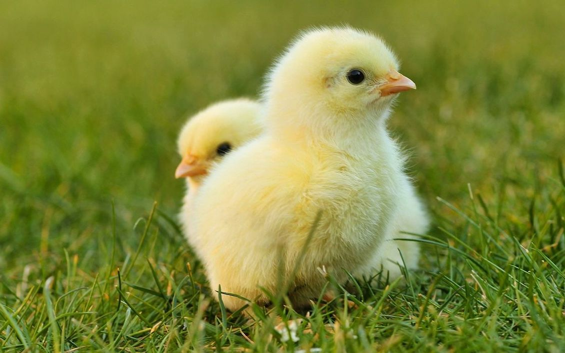 Seis huevos azules de gallina campera en nido de papel